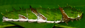 Final Larvae Side of Orchard Swallowtail - Papilio aegeus aegeus